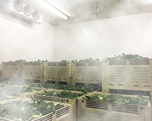 Food production and storage broccoli